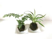 kokedama.jpegのサムネイル画像