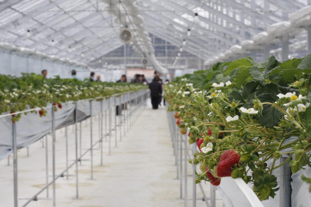 Toyohira Donguri Farm - Strawberry Picking Experience (Kitahiroshima Town)